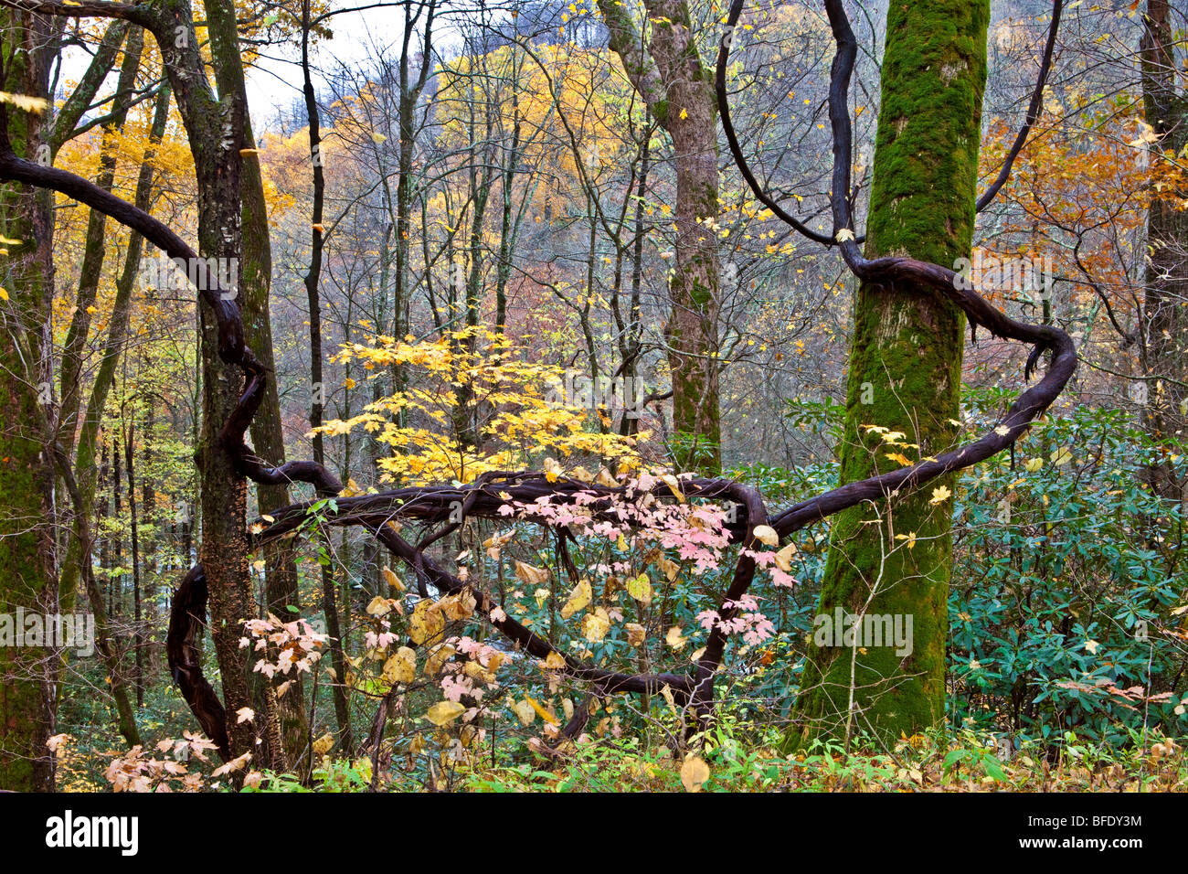 Acero in Foresta, Parco Nazionale di Great Smoky Mountains, Tennessee Foto Stock