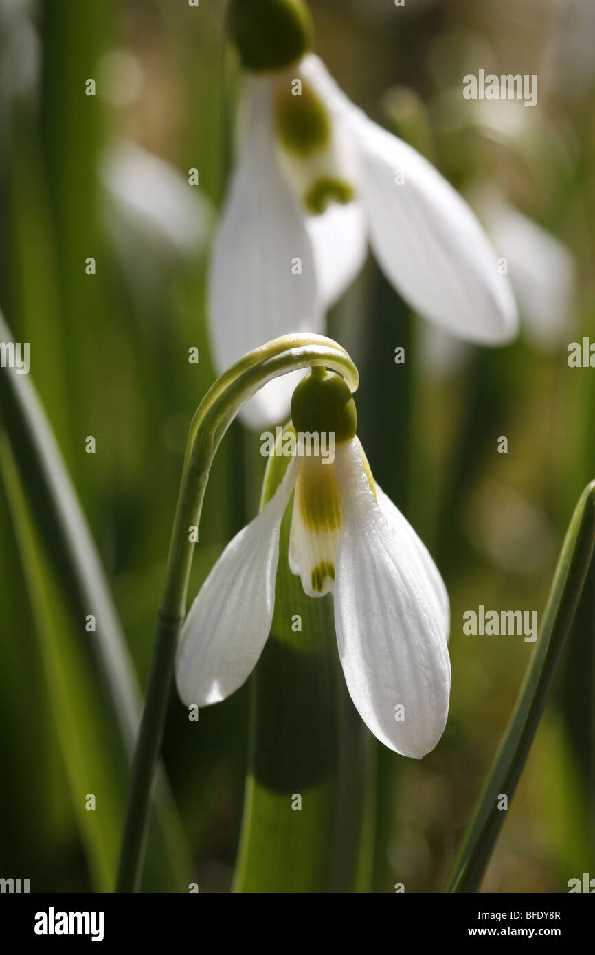 Comune di bianco (Snowdrop Galanthus) fiori in primavera Foto Stock