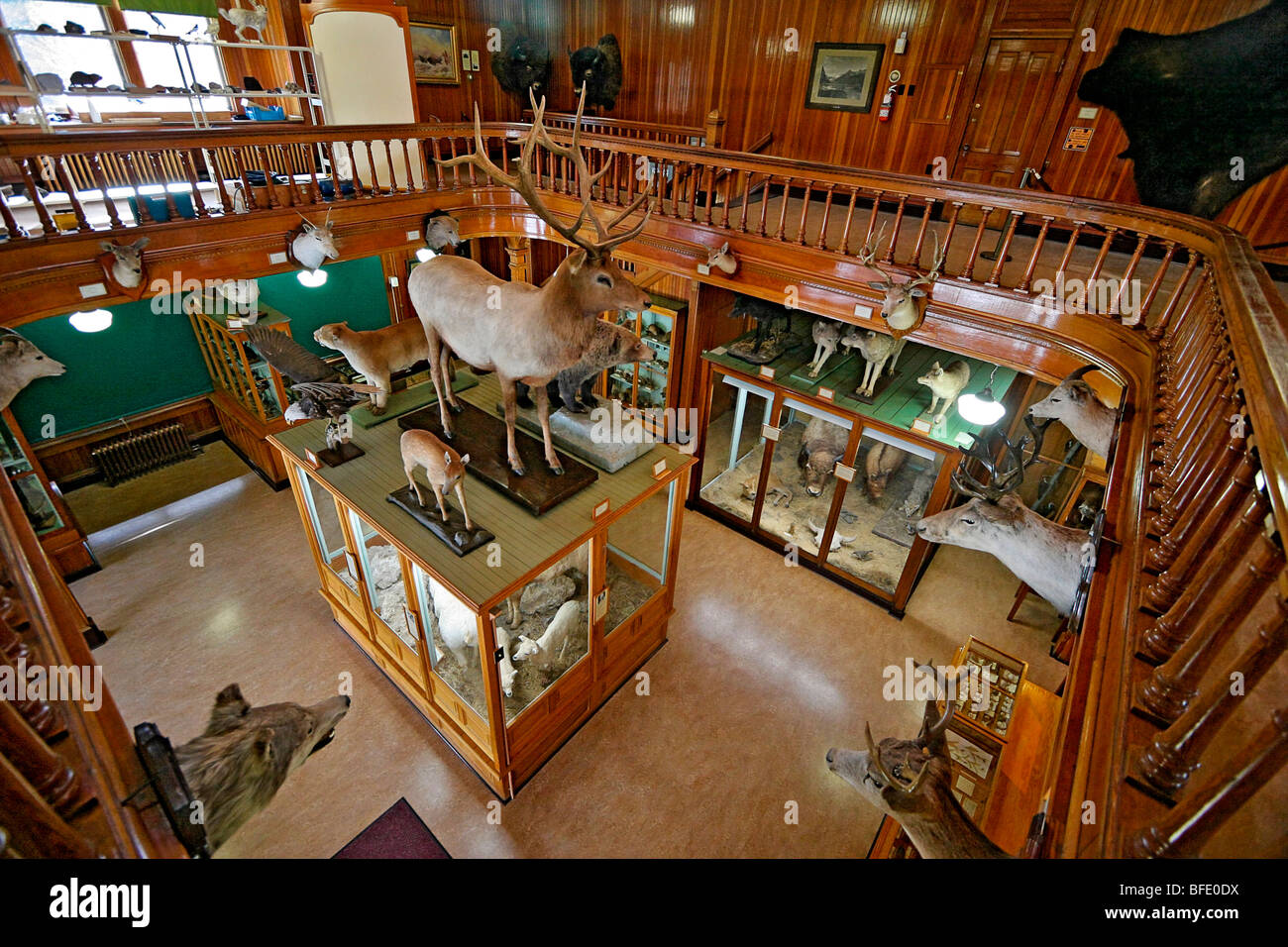 Banff Park Museum in Banff, riempito con animali impagliati e momentos storico di Banff nei suoi primi anni. Alberta, Canada. Foto Stock