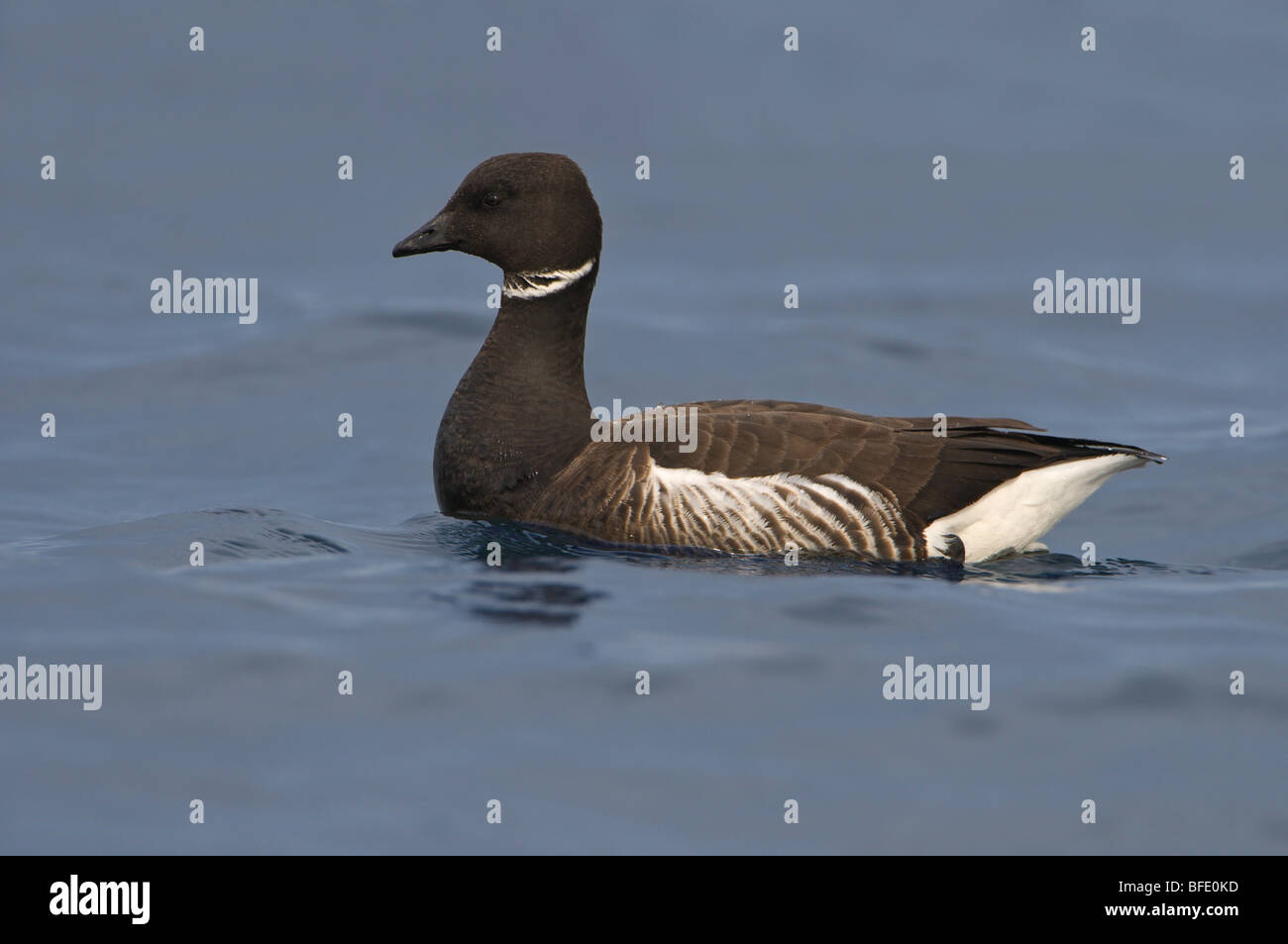 Brant goose (Branta bernicla) nuoto di Island View Beach Parco Regionale, Saanich, British Columbia, Canada Foto Stock