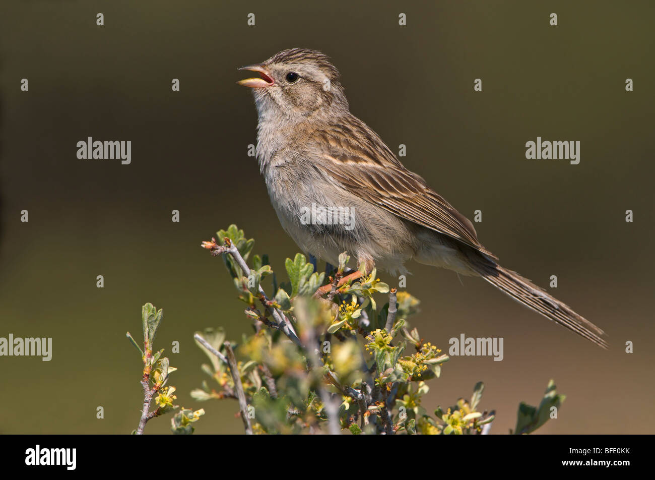 Brewer's sparrow (Spizella breweri) cantare e arroccato sulla spazzola di salvia a Fort Rock State Park, Oregon, Stati Uniti d'America Foto Stock