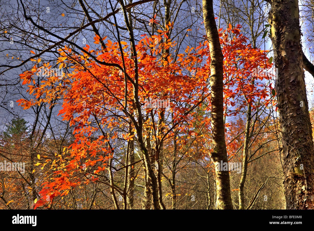 Caduta albero, Great Smoky Mountains National Park, Tennessee Foto Stock