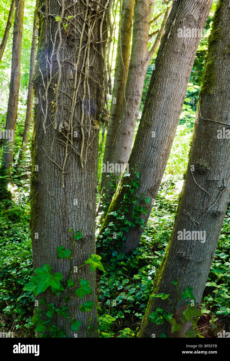 Gli sforzi di conservazione tagliare invasiva uccisione di edera su alberi mentre nuovo ivy inizia a crescere dal suolo della foresta. Foto Stock
