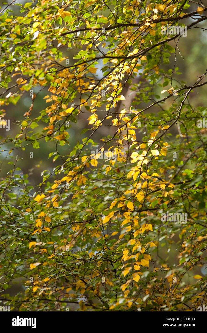 La luce del sole attraverso foglie di autunno su argento Betulla a Abernethy Forest Riserva Naturale Nazionale, Loch Garten, Scotland, Regno Unito Foto Stock