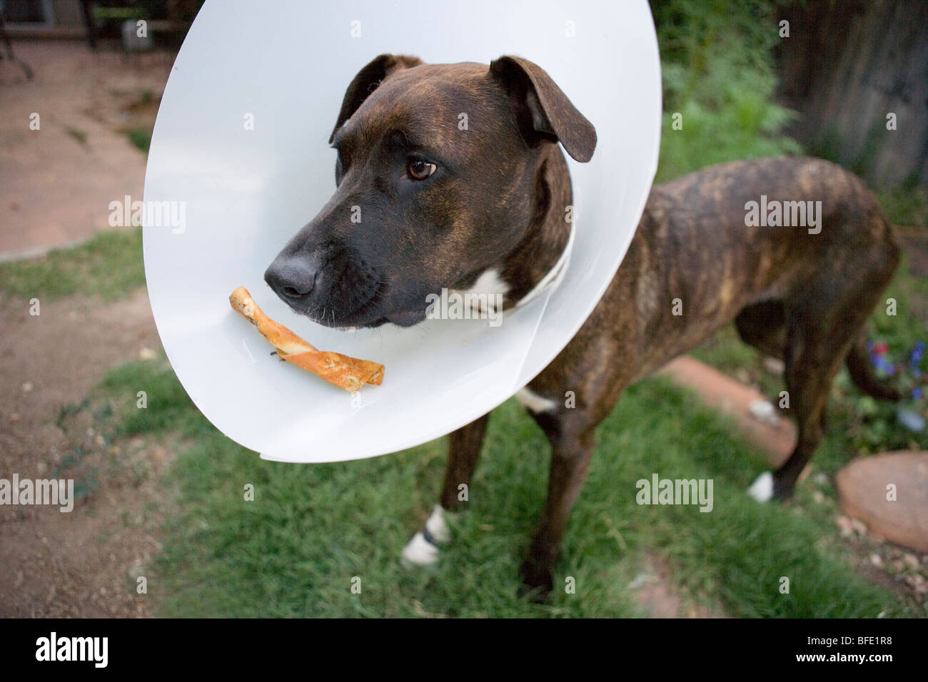 Cucciolo indossando un cono sul suo capo in modo che lei non masticare le maglie nella sua zampa, un osso rawhide poggia sul suo cono di plastica Foto Stock