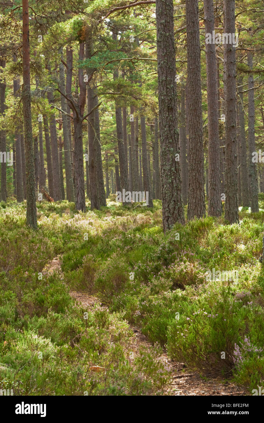 Caledonian Pineta di Abernethy Forest Riserva Naturale Nazionale, Loch Garten, Cairngorms National Park, Scotland, Regno Unito Foto Stock