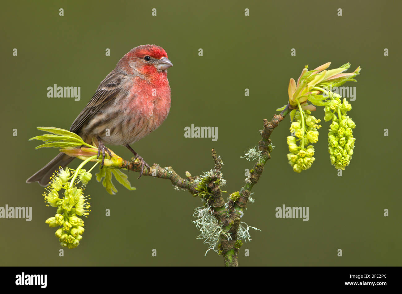 House Finch (Carpodacus mexicanus) su acero germogliante ramo di albero, Victoria, Isola di Vancouver, British Columbia, Canada Foto Stock