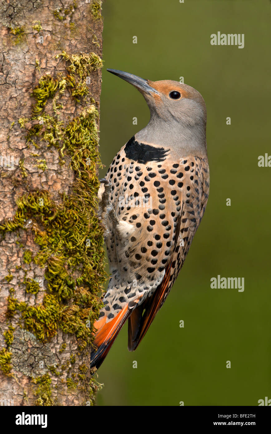 Lo sfarfallio del nord (Colaptes auratus) arroccato su albero in Victoria, Isola di Vancouver, British Columbia, Canada Foto Stock