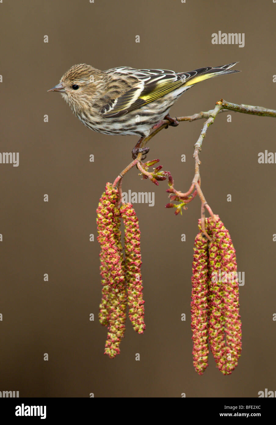 Pino (lucherino Carduelis pinus) appollaiato su albero di ontano amenti di Victoria, l'isola di Vancouver, British Columbia, Canada Foto Stock