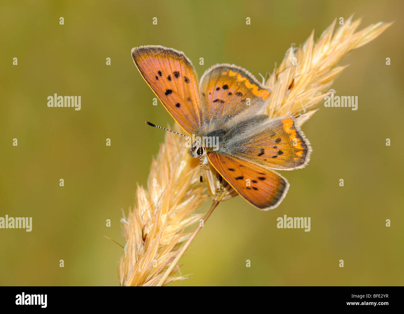 Rame porpora (Lycaena helloides) su erba alta in Monte Tolmie Park, Saanich, British Columbia, Canada Foto Stock