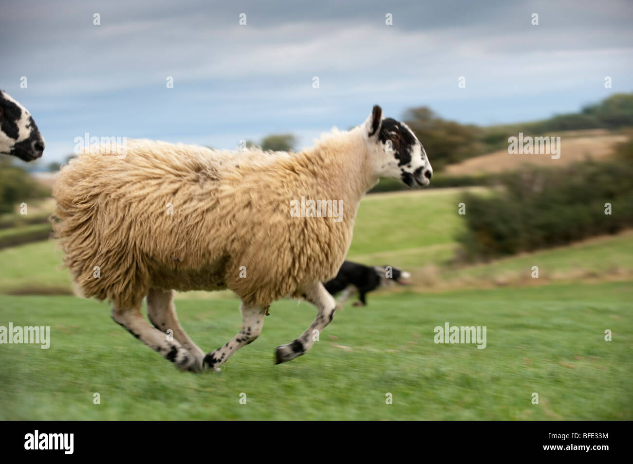 Mulo gimmer agnelli in esecuzione con collie cane a caccia di esso. Foto Stock