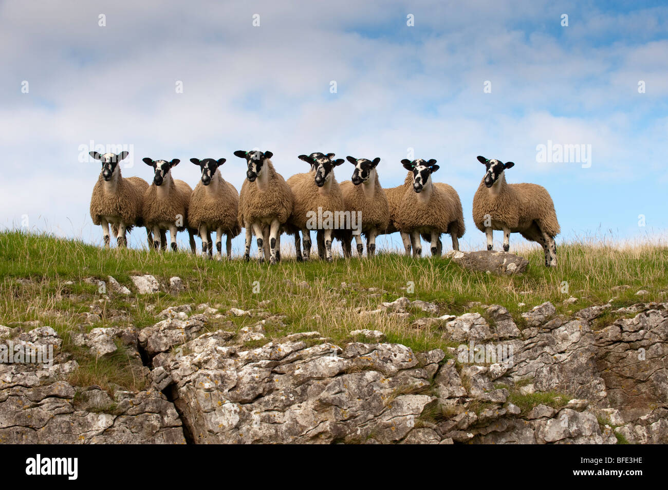 Mulo gimmer agnelli pronti per la vendita Foto Stock