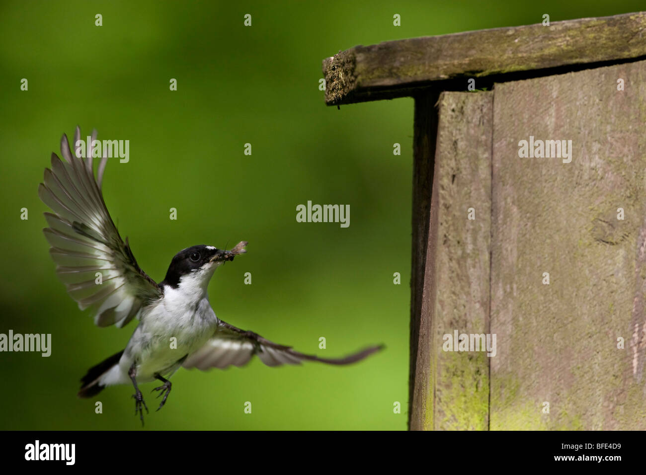 Ficedula hypoleuca pied flycatcher in volo Foto Stock