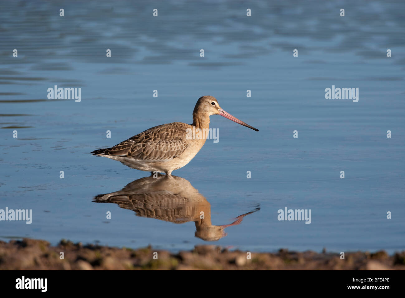 Limosa limosa - blacktailed godwit con la riflessione Foto Stock