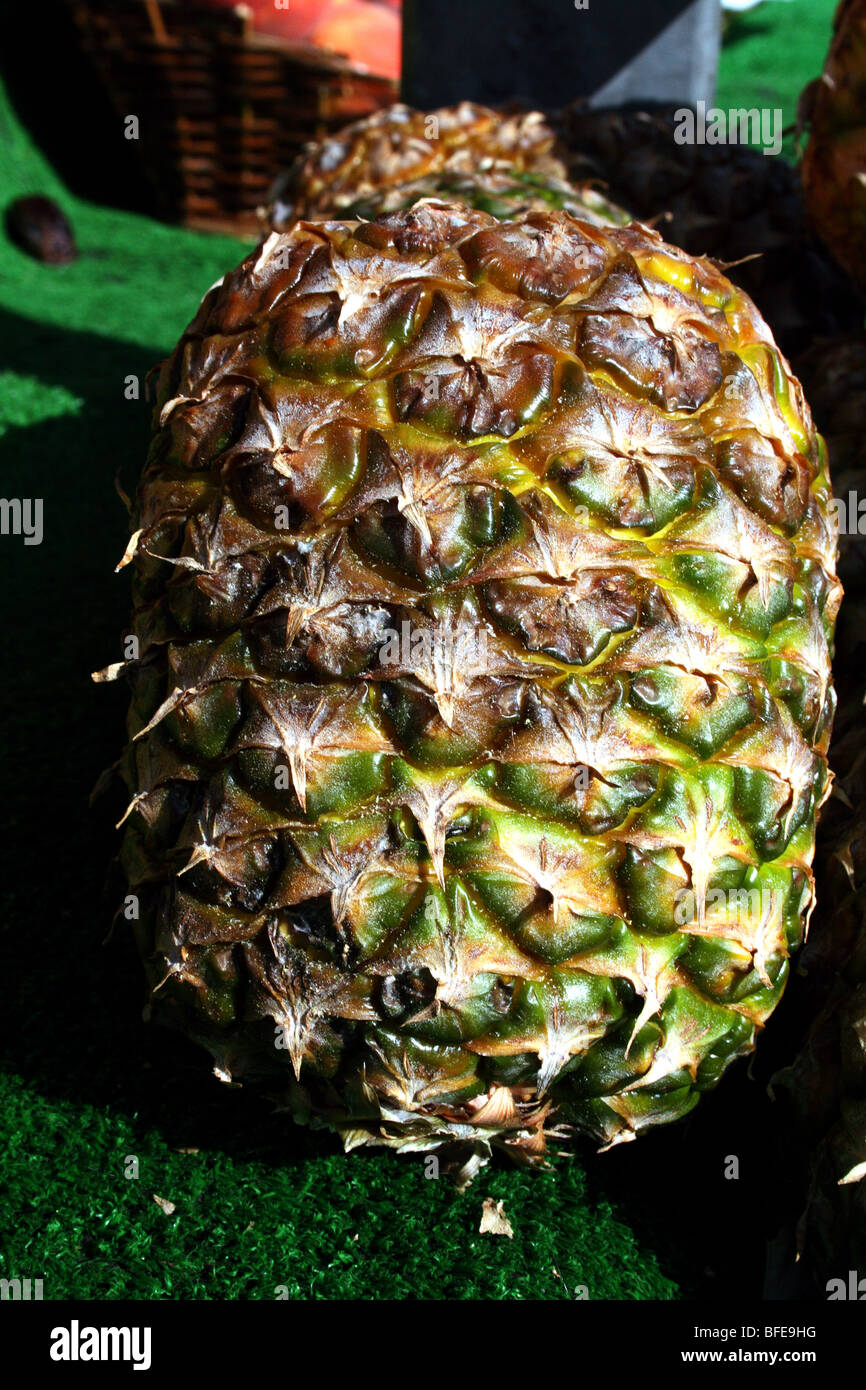 Ananas frutta Ananas comosus Bromeliaceae famiglia Foto Stock