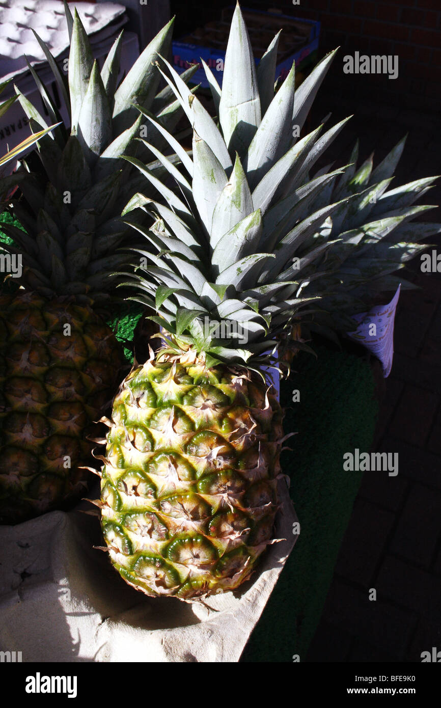 Ananas frutta Ananas comosus Bromeliaceae famiglia Foto Stock