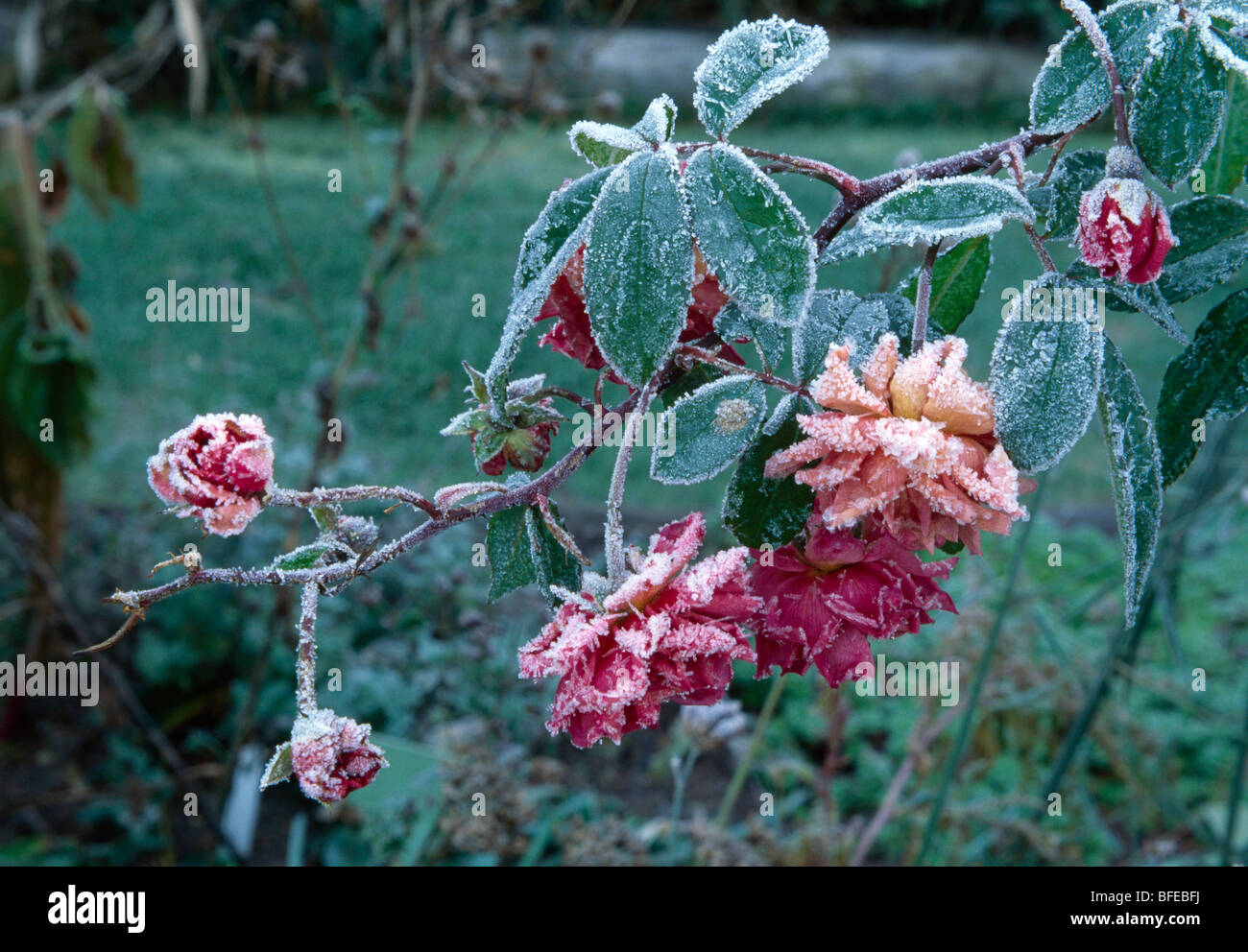 Close-up di rosa rosa smerigliati con ghiaccio Foto Stock