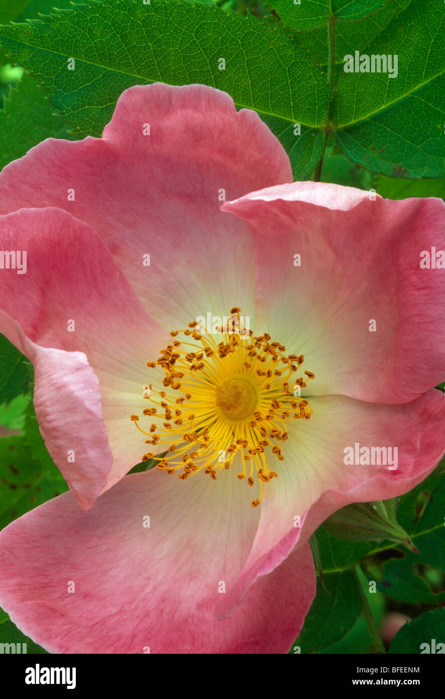 Close-up di un singolo rosa rosa . Foto Stock