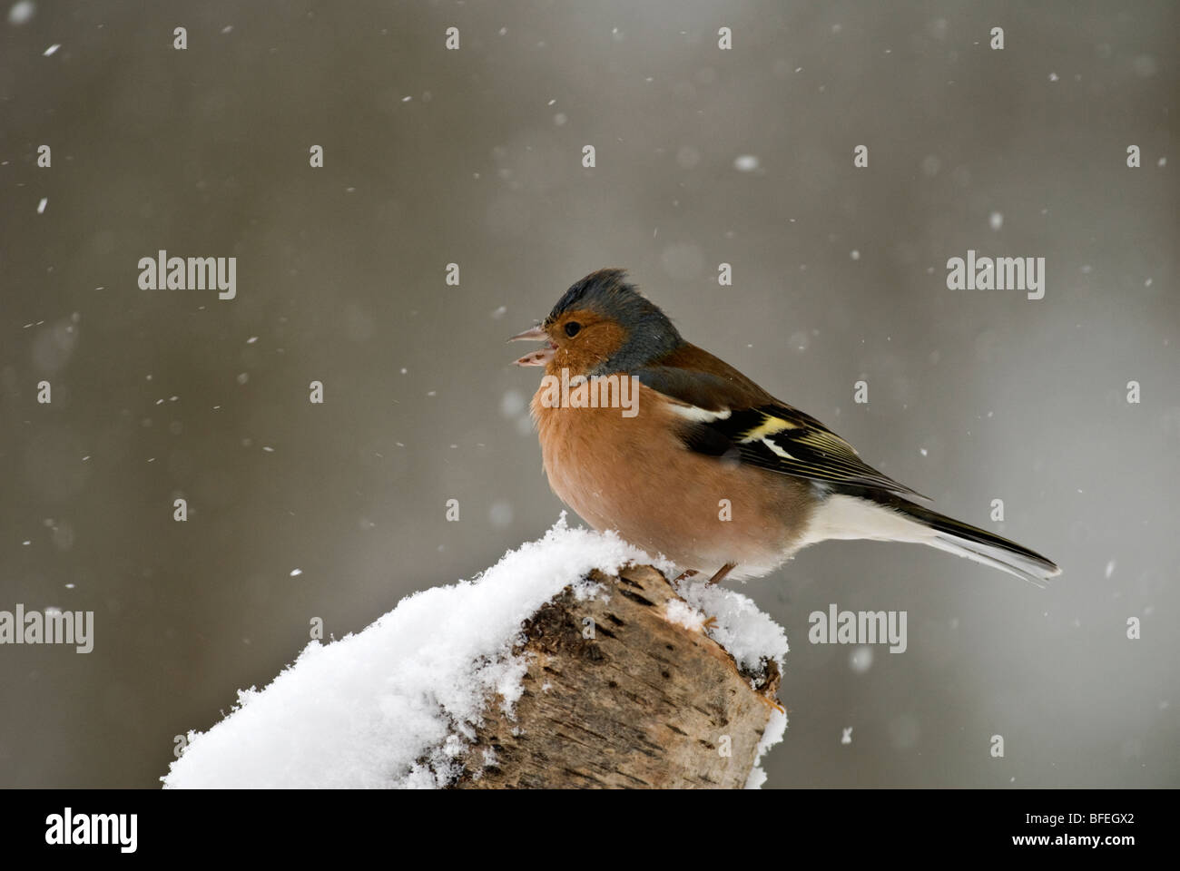 Fringuello maschio nella neve Foto Stock