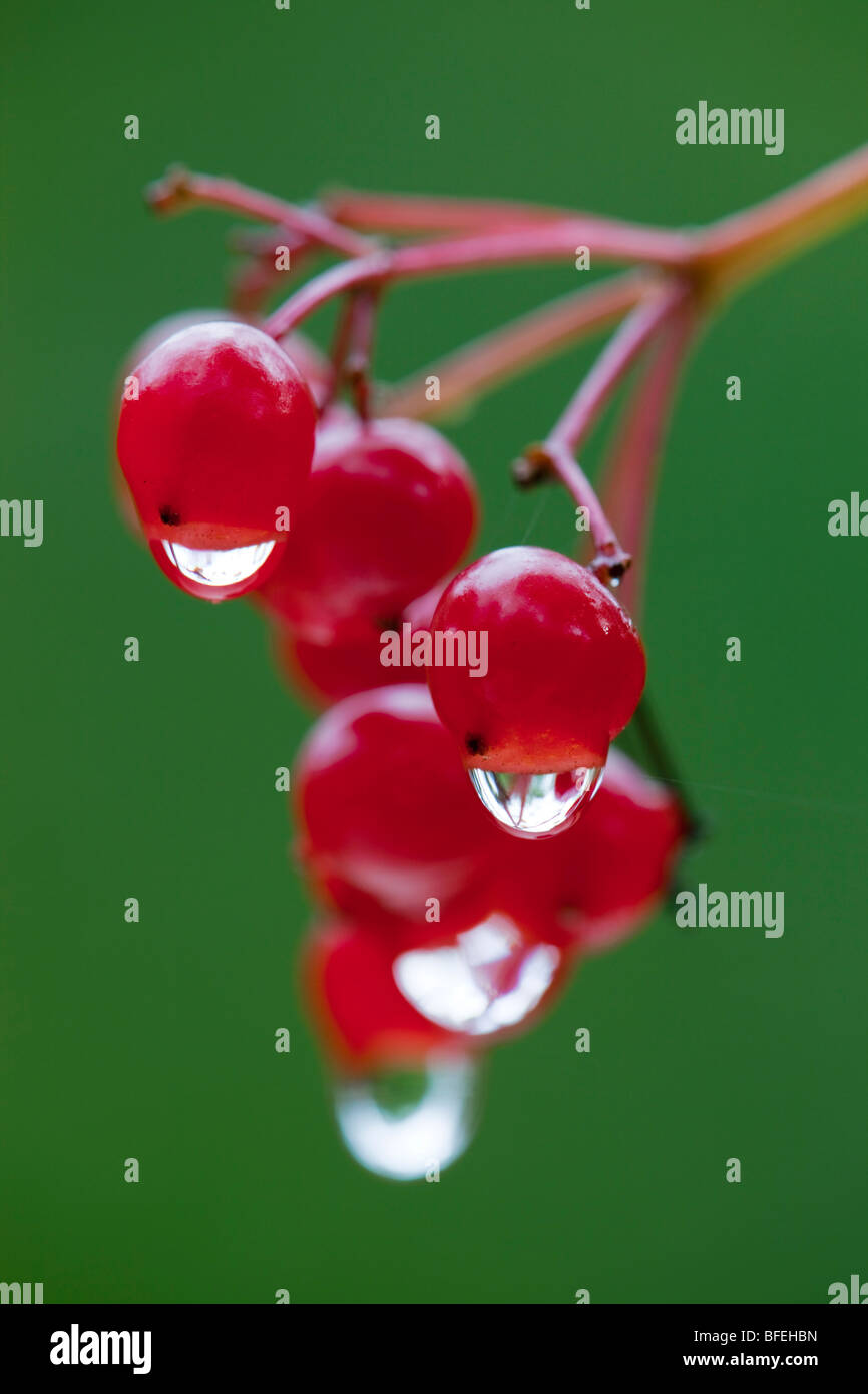 Viburno rose; bacche; Viburnum opulus; Cornovaglia Foto Stock