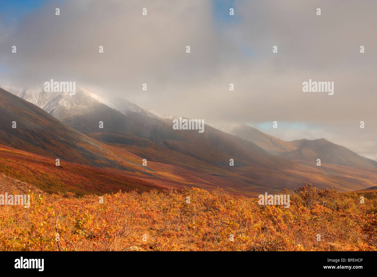 I colori autunnali del Nord Valle Klondike, Lapide parco territoriale, Yukon, Canada Foto Stock