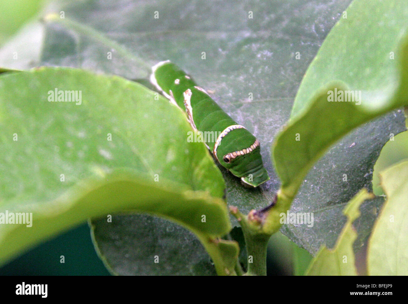 A coda di rondine di agrumi Butterfly Caterpillar, Papilio demodocus, Papilionidae, Sud Africa. Camuffati da bird caduta. Foto Stock