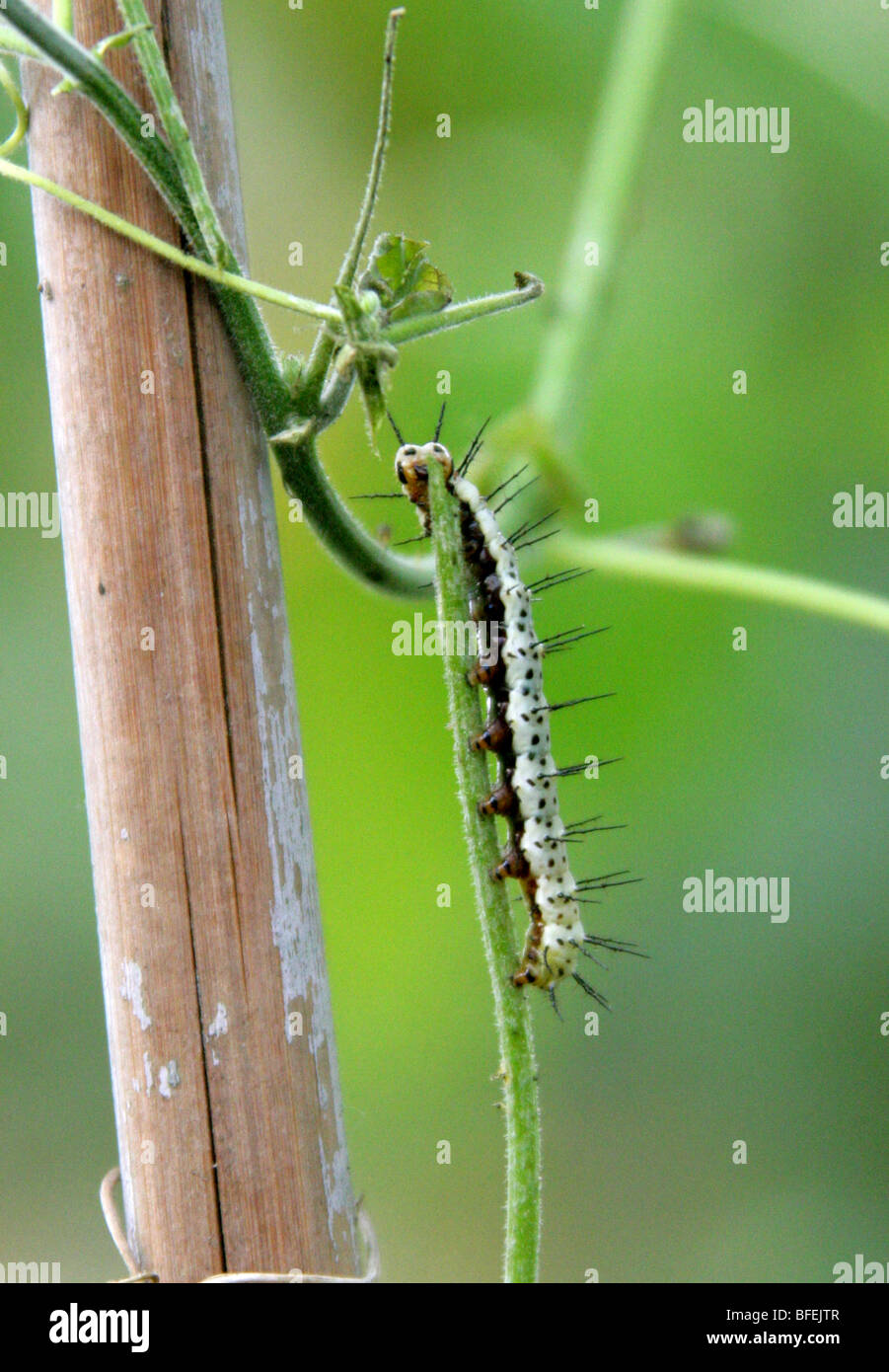 Il postino Butterfly bruchi, Heliconius melpomene :, Nymphalidae, America Centrale e Sud America. Foto Stock