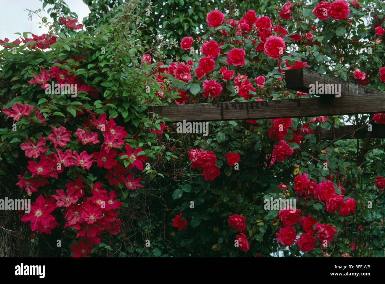Close-up di red rose rampicanti e rosso clematis su pergola in legno nel giardino estivo Foto Stock