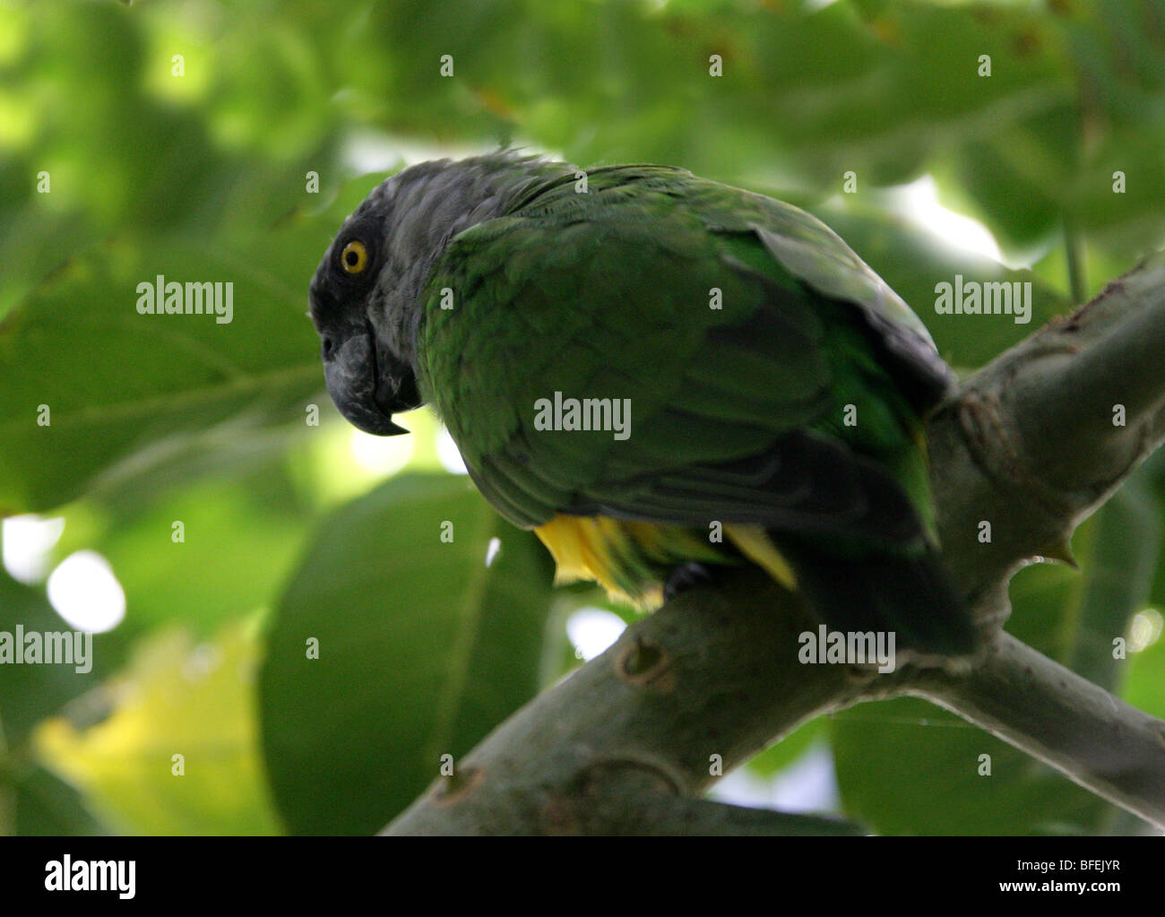 Senegal Parrot, Poicephalus senegalus senegalus, pappagalli, Africa occidentale Foto Stock