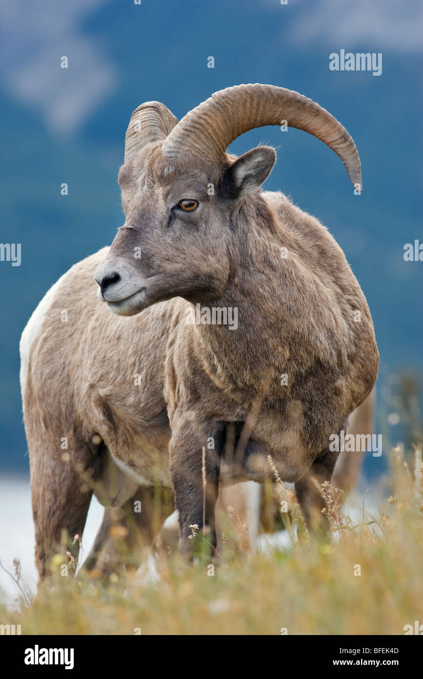 I giovani di ram, Bighorn (Ovis canadensis) al punto di Ventoso, Kootenay Plains, Alberta, Canada Foto Stock