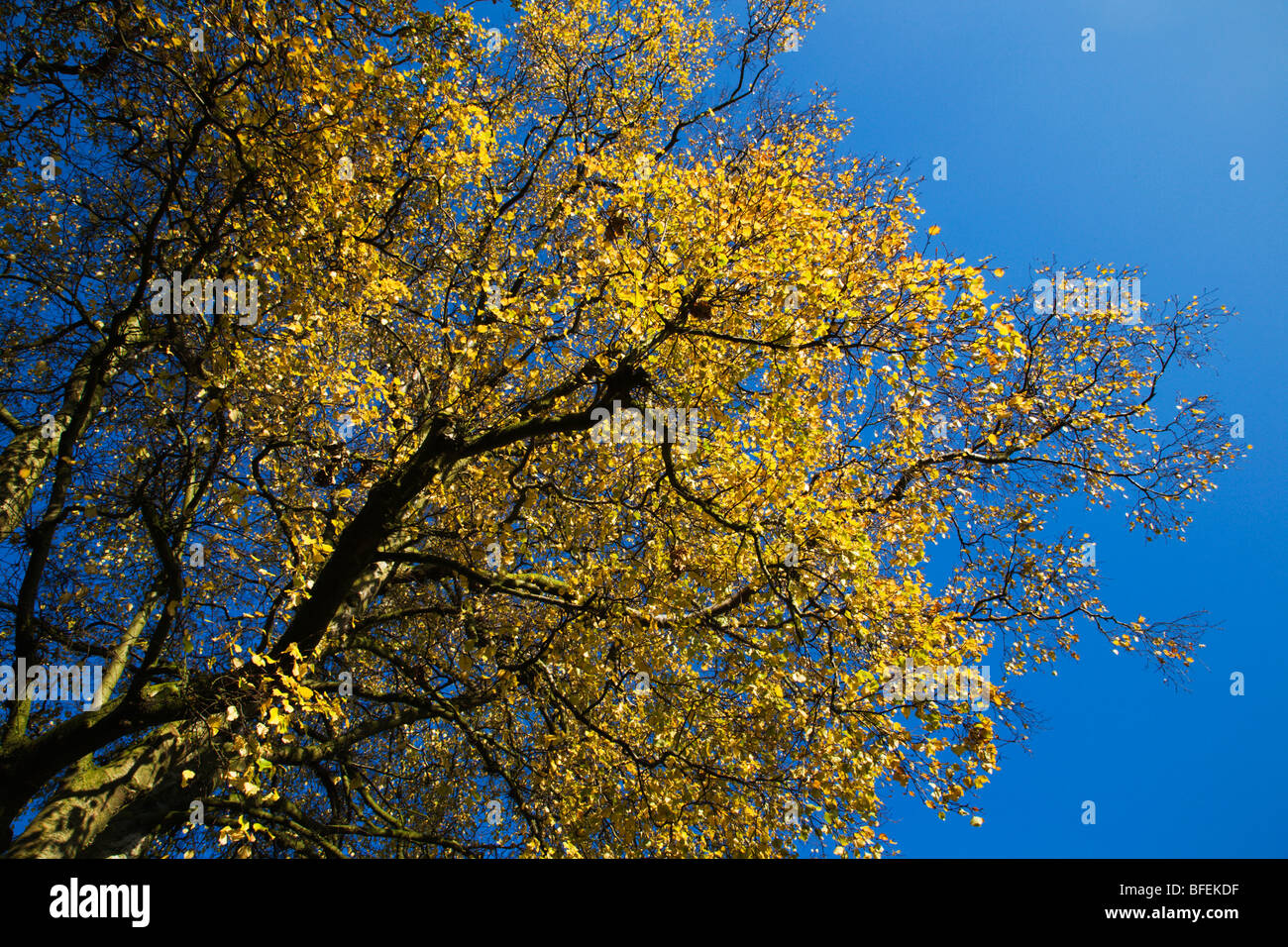 Giallo Foglie di autunno contro un cielo blu Blubberhouses Yorkshire Inghilterra Foto Stock