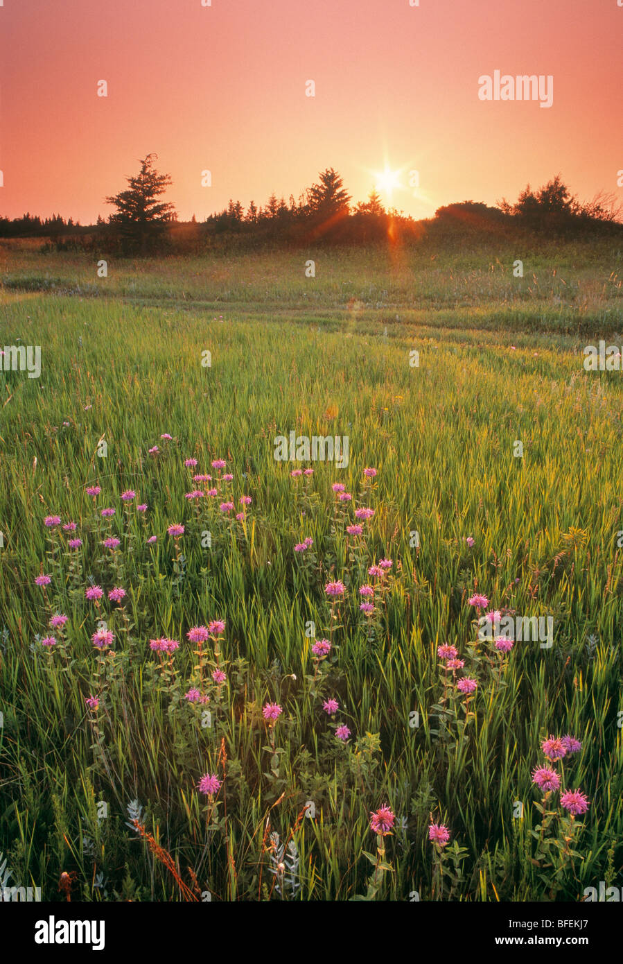 Tramonto sul campo della Wild bergamotto, boschi di abete rosso Parco Provinciale, Manitoba, Canada Foto Stock