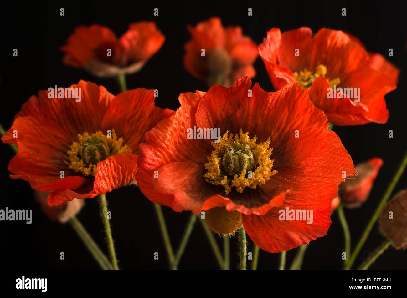 Artificiale fiori di papavero Foto Stock