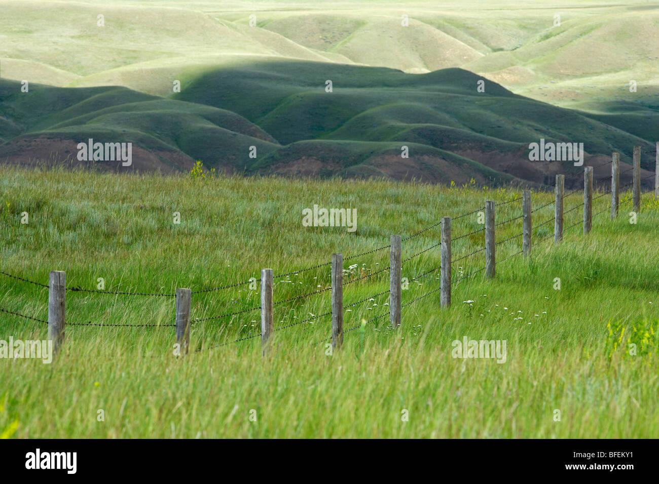 Linea di recinzione e il campo nella prateria badlands vicino a Dorothy, Alberta, Canada Foto Stock