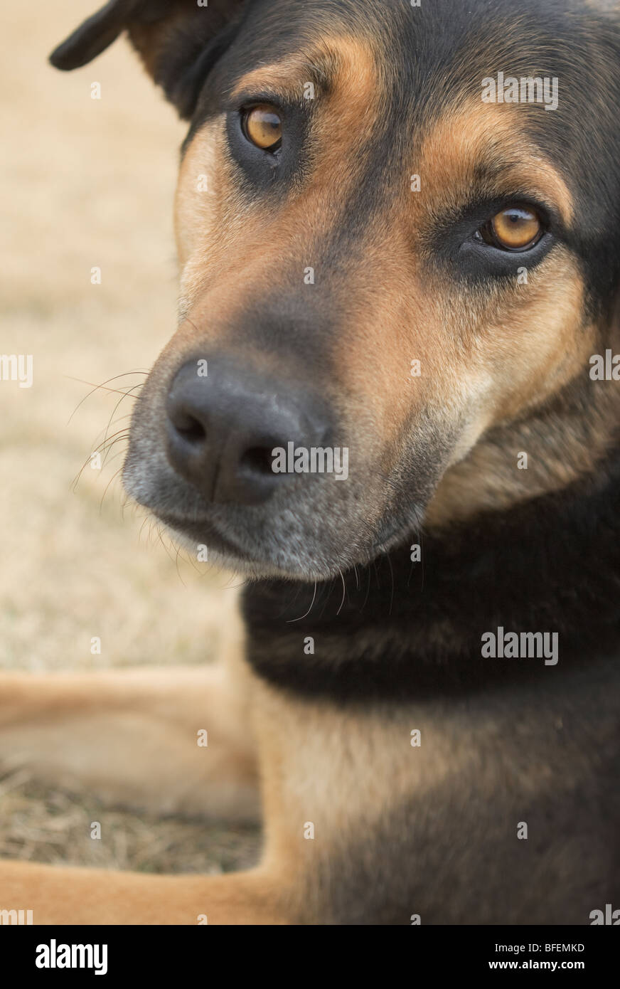 Close-up ritratti di razza cane Foto Stock