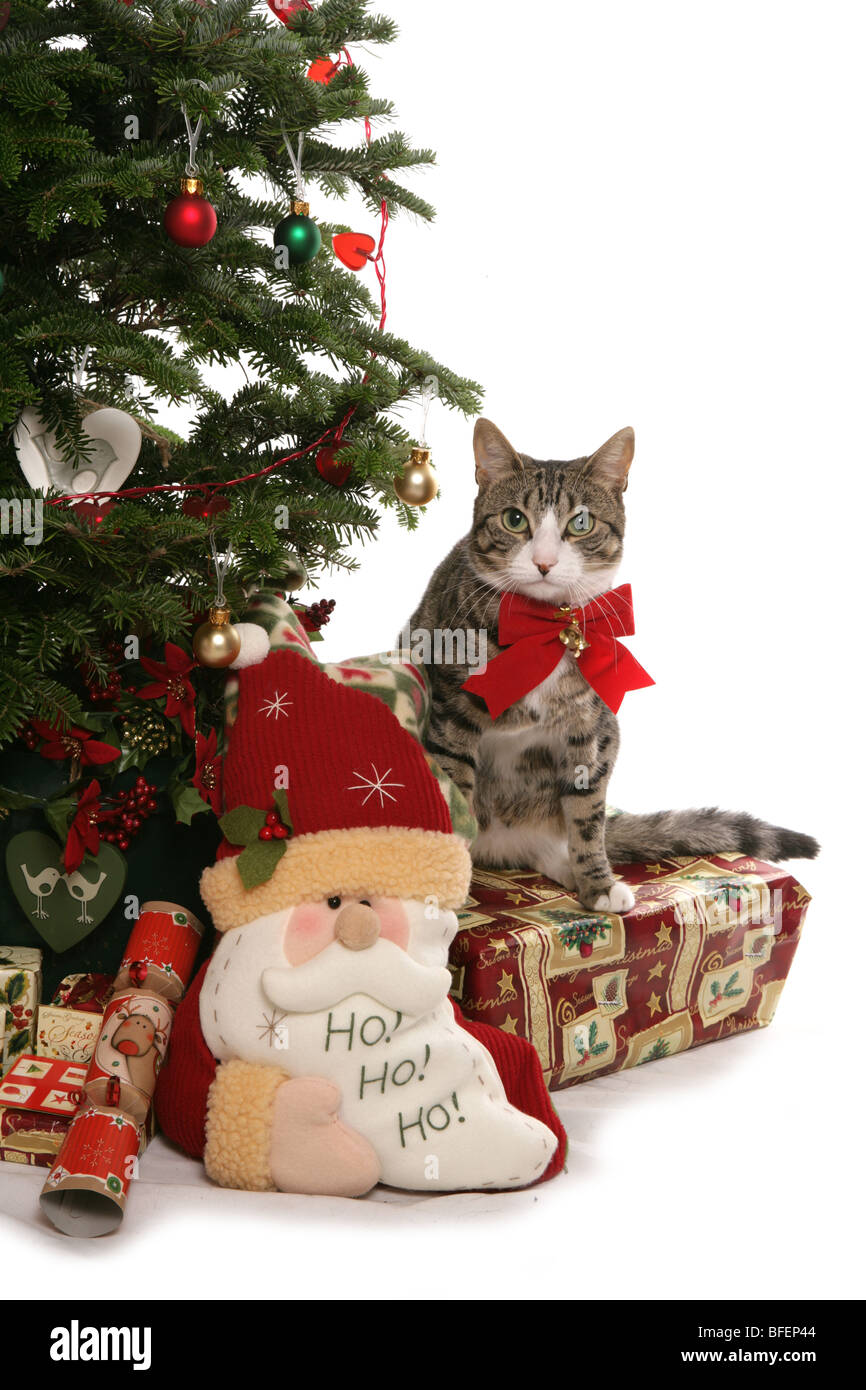 Natale Cat singolo adulto gatto femmina accanto a albero di natale Studio Foto Stock