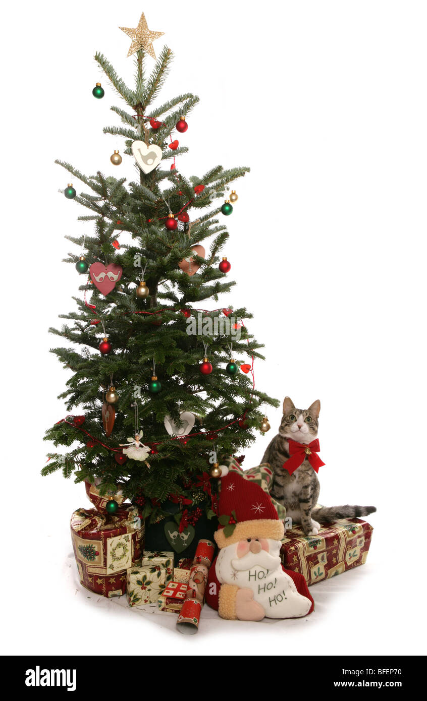 Natale Cat singolo adulto gatto femmina accanto a albero di natale Studio Foto Stock