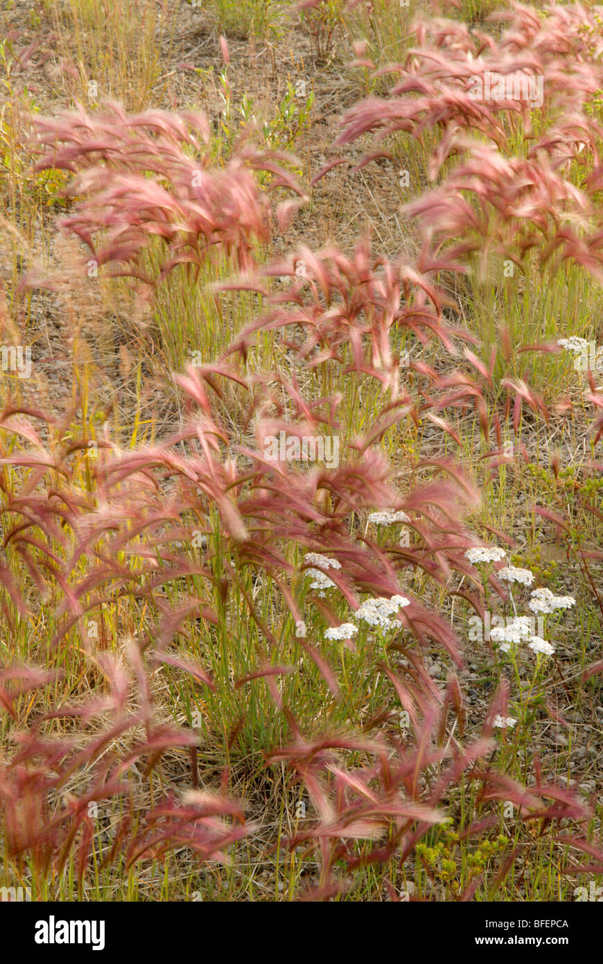 Coda di volpe di orzo (Hordeum jubatum) e comuni achillea, (Achillea millefolium), Yukon Territory, Canada Foto Stock