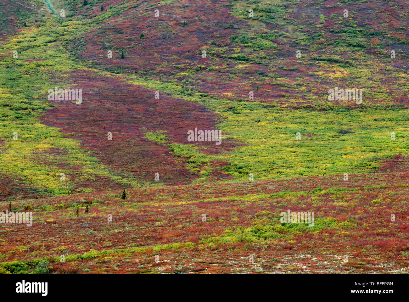 Oggetto contrassegnato per la rimozione definitiva parco territoriale, Yukon Territory, Canada Foto Stock