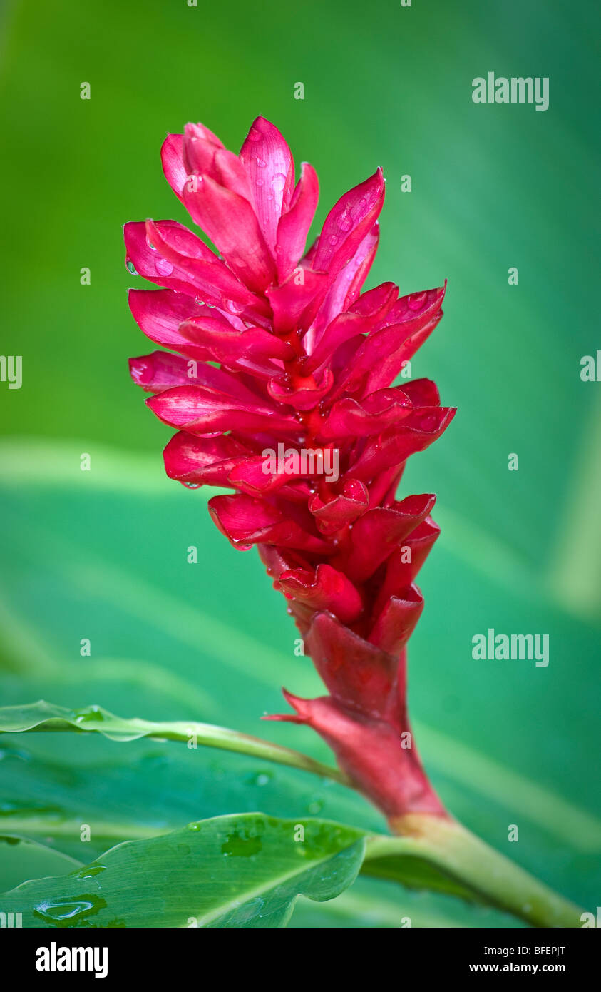 Red Ginger (Alpinia purpurata). Foto Stock