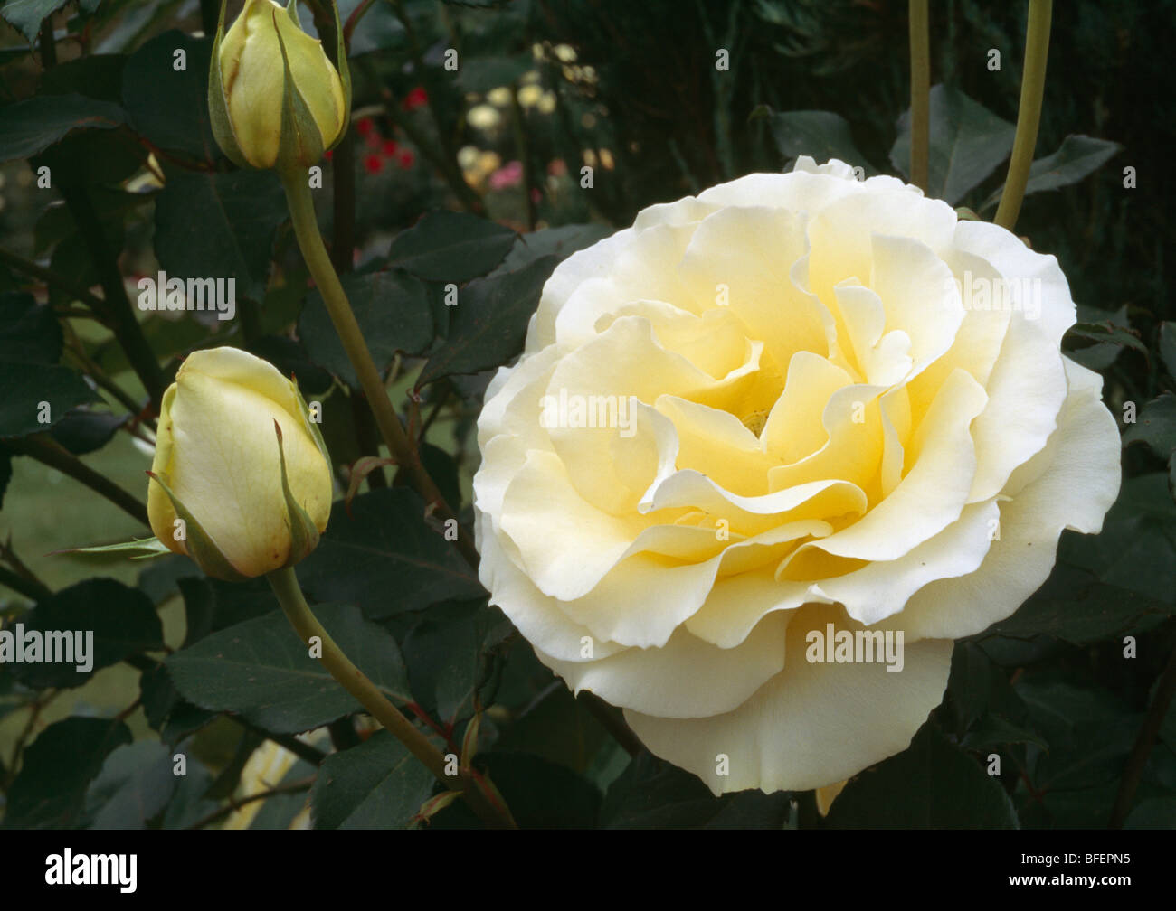 Close-up di crema pallido giallo "Peau Douce' rose Foto Stock