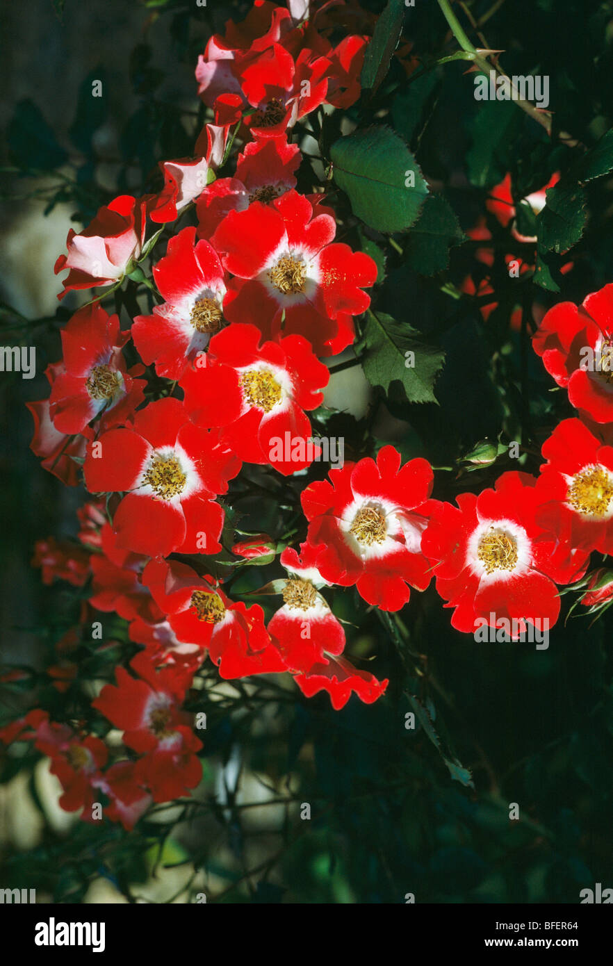 Close up di rose rosse con centri di colore bianco Foto Stock