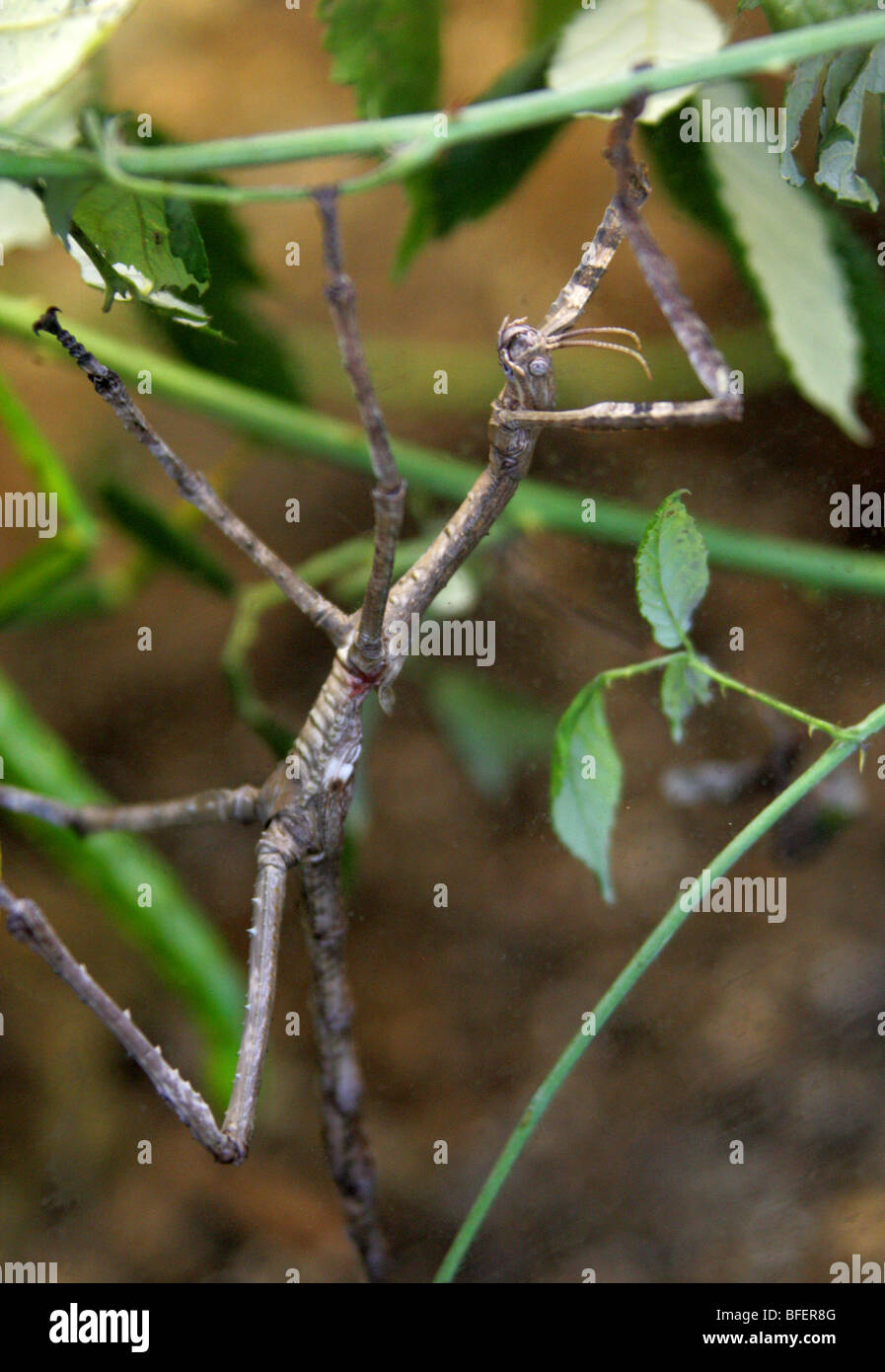 Insetto stecco immagini e fotografie stock ad alta risoluzione - Alamy