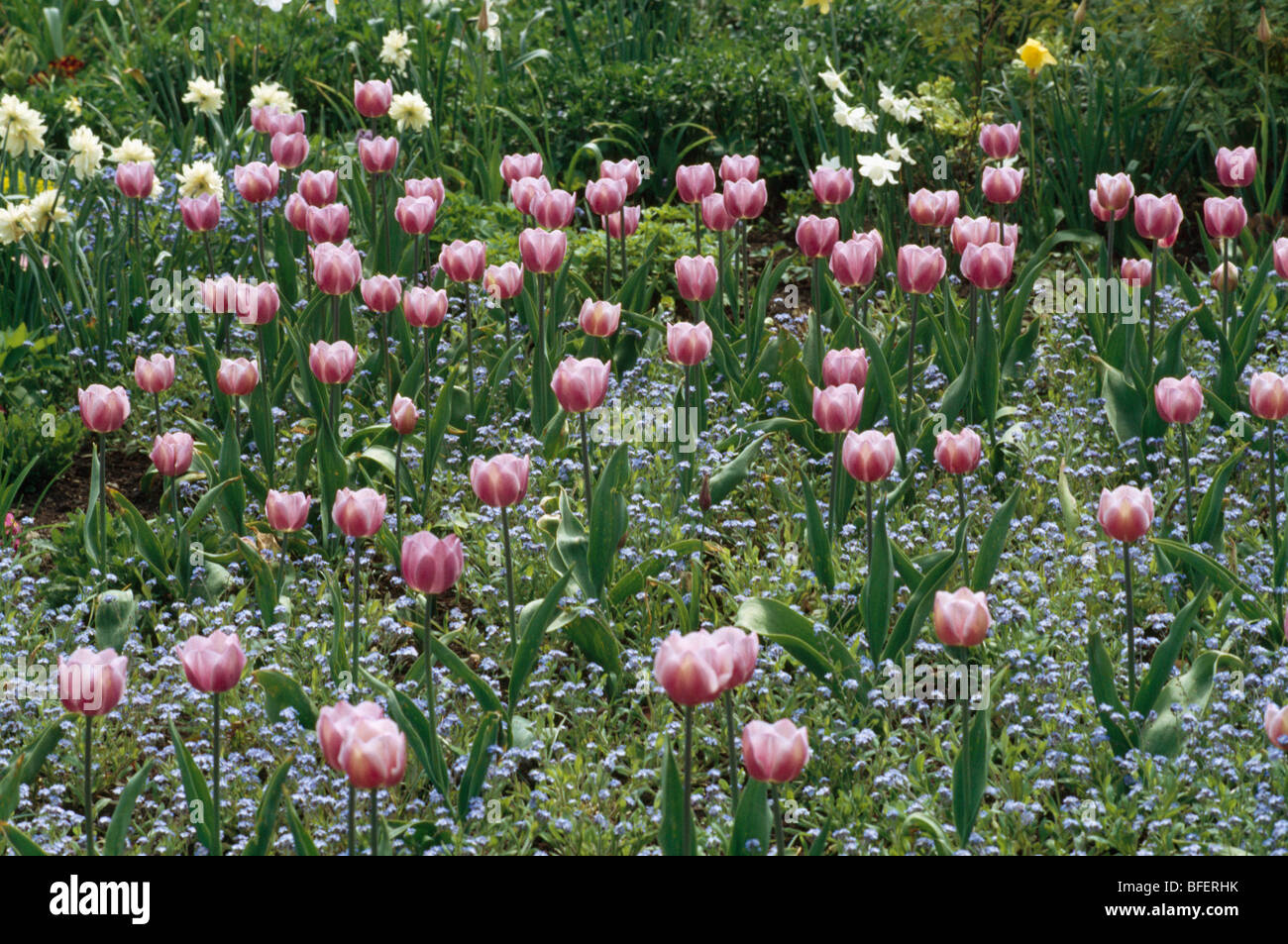 Tulipani rosa underplanted con blue dimenticare-me-Middlesbrough nella primavera del bordo del giardino Foto Stock