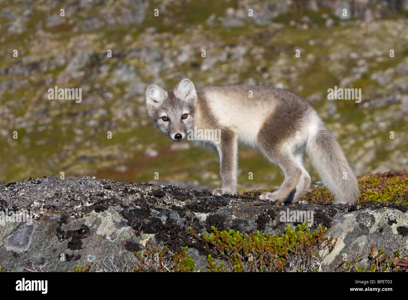 Arctic Fox (Alopex lagopus) in estate coat, grande isola di Caribou Coffee Company, Labrador, Canada Foto Stock