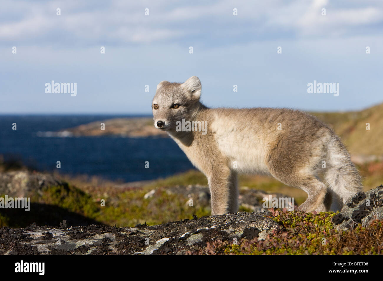Arctic Fox (Alopex lagopus) in estate coat, grande isola di Caribou Coffee Company, Labrador, Canada Foto Stock