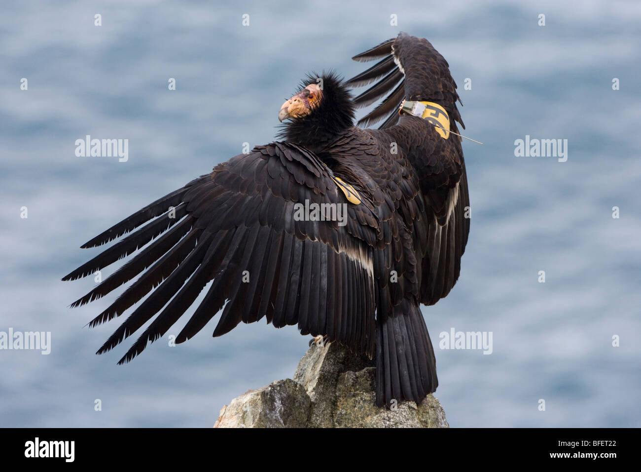 California condor (Gymnogyps californianus), prendere il sole, la costa centrale della California, Stati Uniti d'America Foto Stock