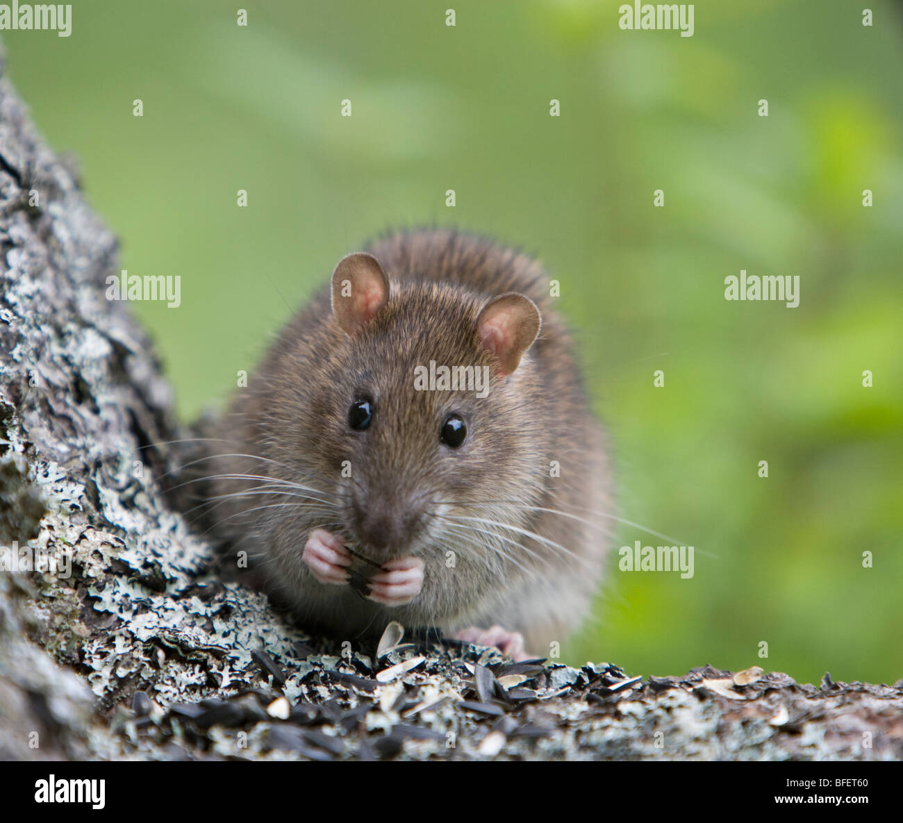 Norvegia (ratto Rattus norvegicus) mangiare semi, Grand Manan Island, New Brunswick, Canada Foto Stock