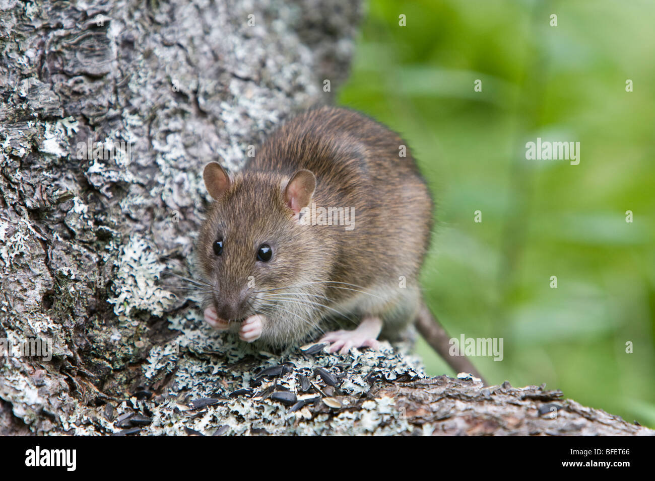 Norvegia (ratto Rattus norvegicus) mangiare semi, Grand Manan Island, New Brunswick, Canada Foto Stock