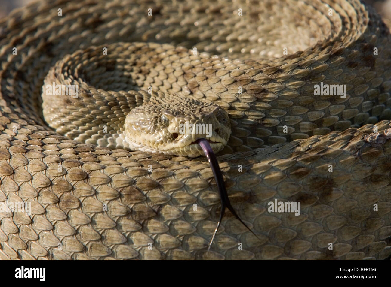 Prairie rattlesnake (Crotalus viridis), praterie National Park, Saskatchewan, Canada Foto Stock